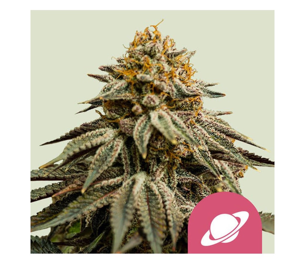 Royal Skywalker de Royal Queen Seeds