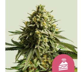 Wedding Cake de Royal Queen Seeds