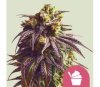 Sundae Driver de Royal Queen Seeds