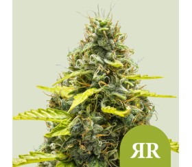 Royal Runtz Auto de Royal Queen Seeds