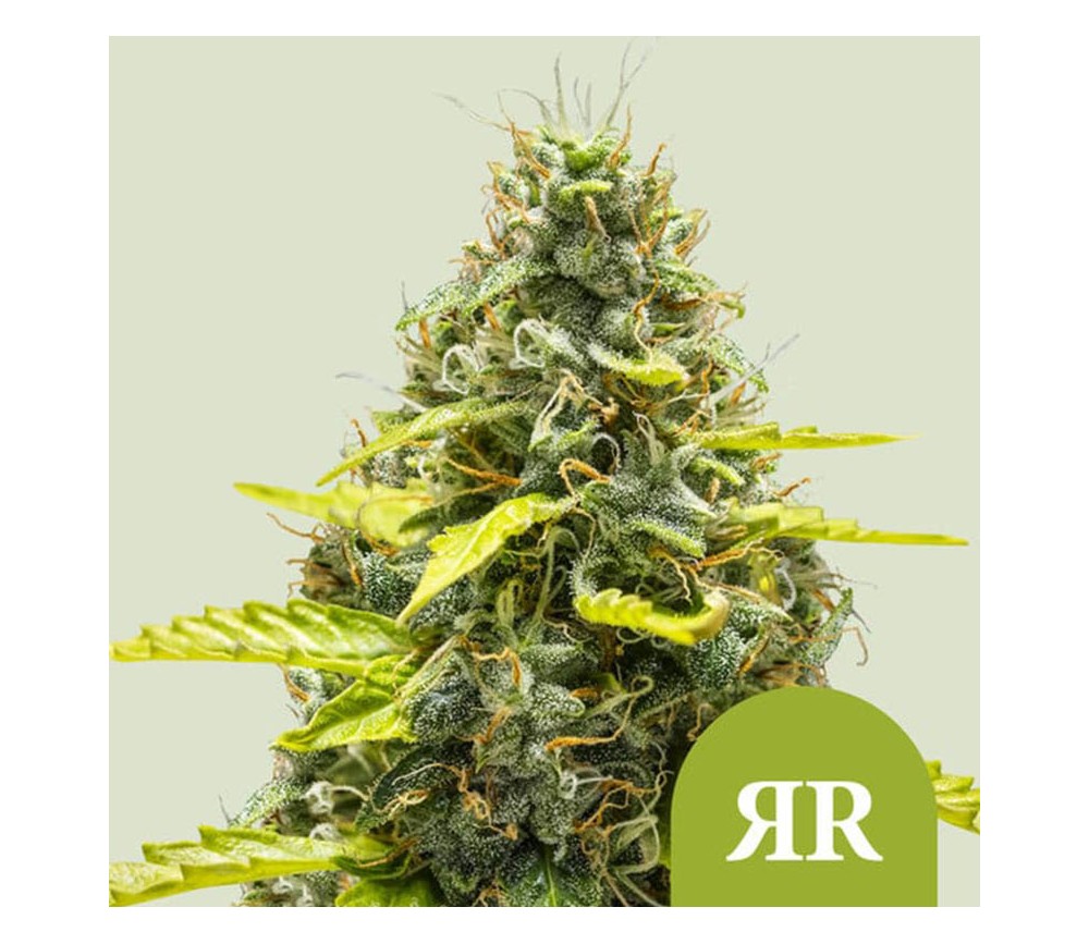 Royal Runtz Auto de Royal Queen Seeds