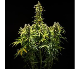 Royal Runtz Auto de Royal Queen Seeds