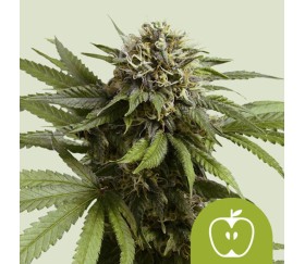 Apple Fritter Auto de Royal Queen Seeds