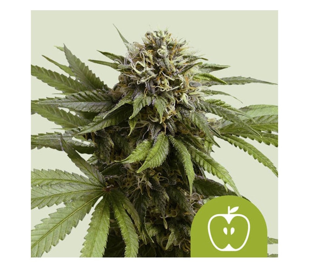 Apple Fritter Auto de Royal Queen Seeds