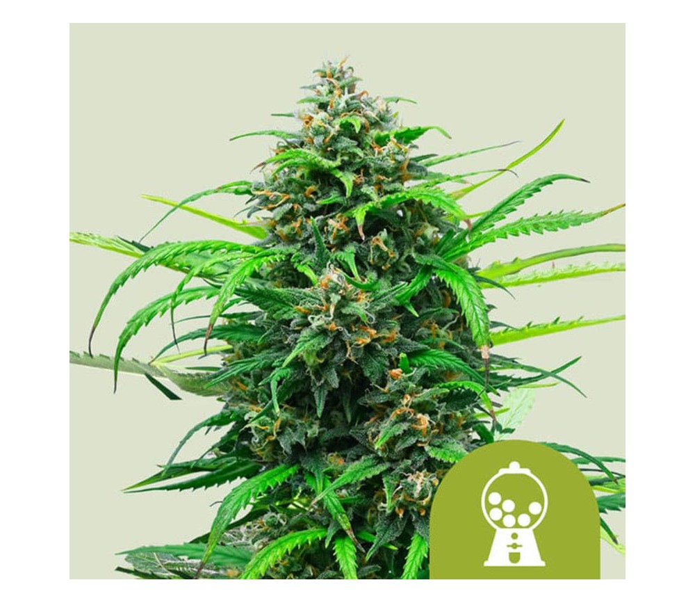 Pink Runtz Auto de Royal Queen Seeds