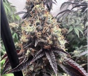 Bilbo Pound Cake de Genehtik Seeds