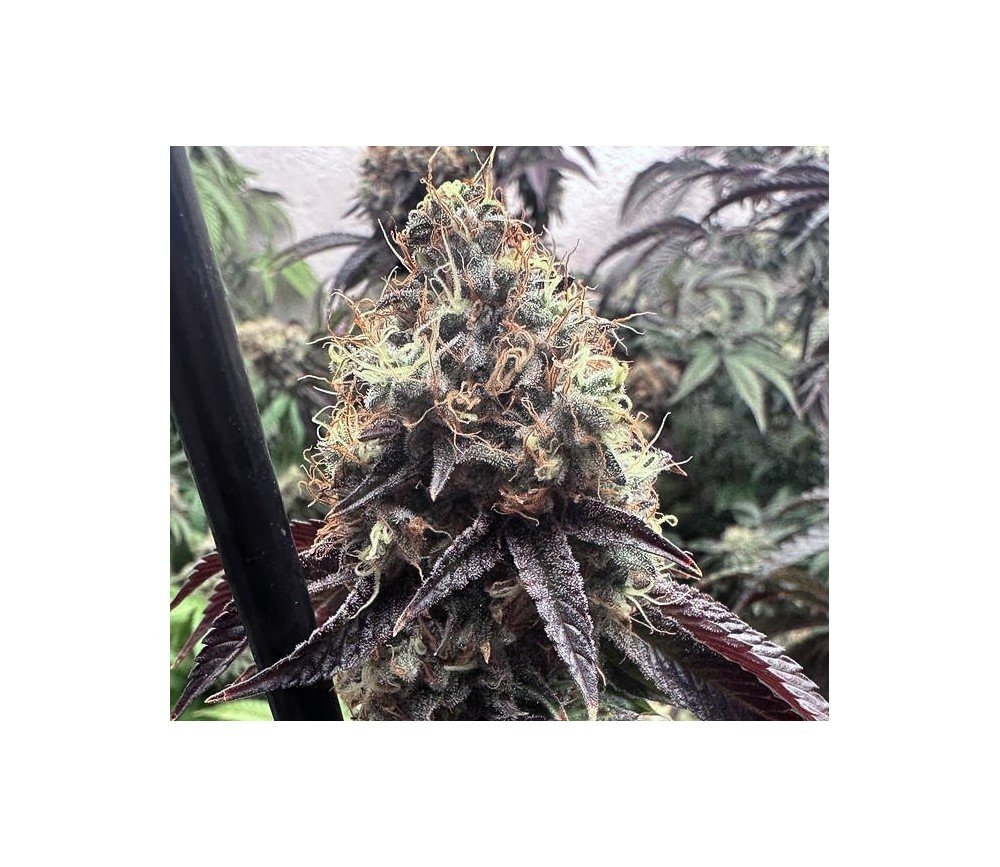 Bilbo Pound Cake de Genehtik Seeds