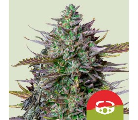 Goat’ Lato Auto de Royal Queen Seeds