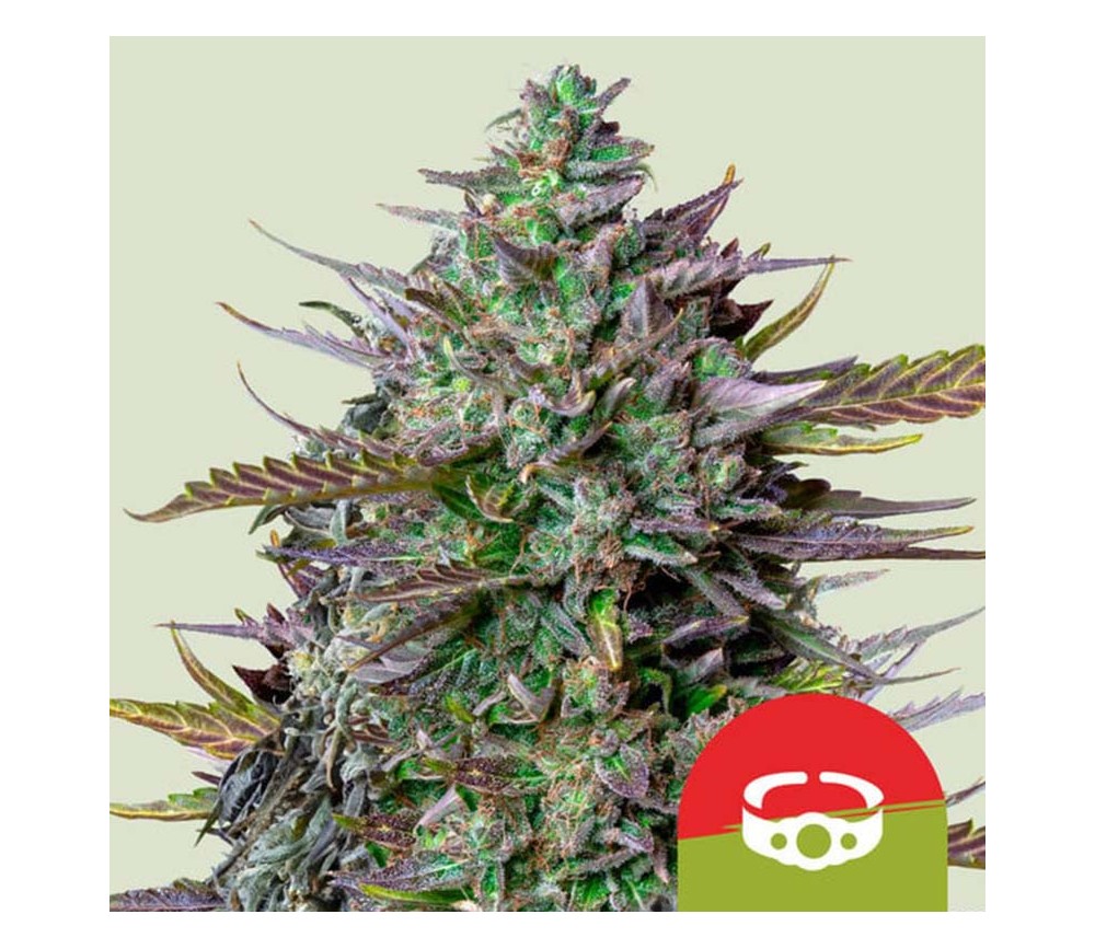 Goat’ Lato Auto de Royal Queen Seeds