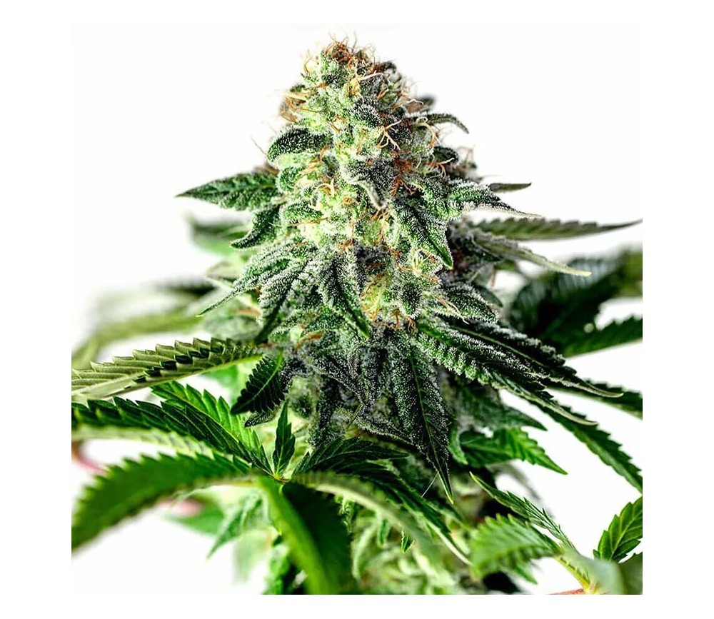 Sticky Dream Auto de Positronics Seeds