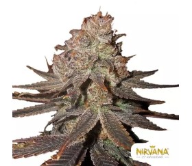 Blueberry Auto de Nirvana Seeds