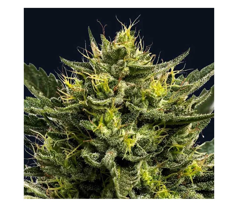 Wham Boom Auto de Anesia Seeds