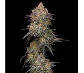 Granny Candy de Humboldt Seed Company