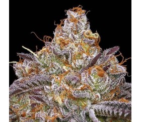 Granny Candy de Humboldt Seed Company