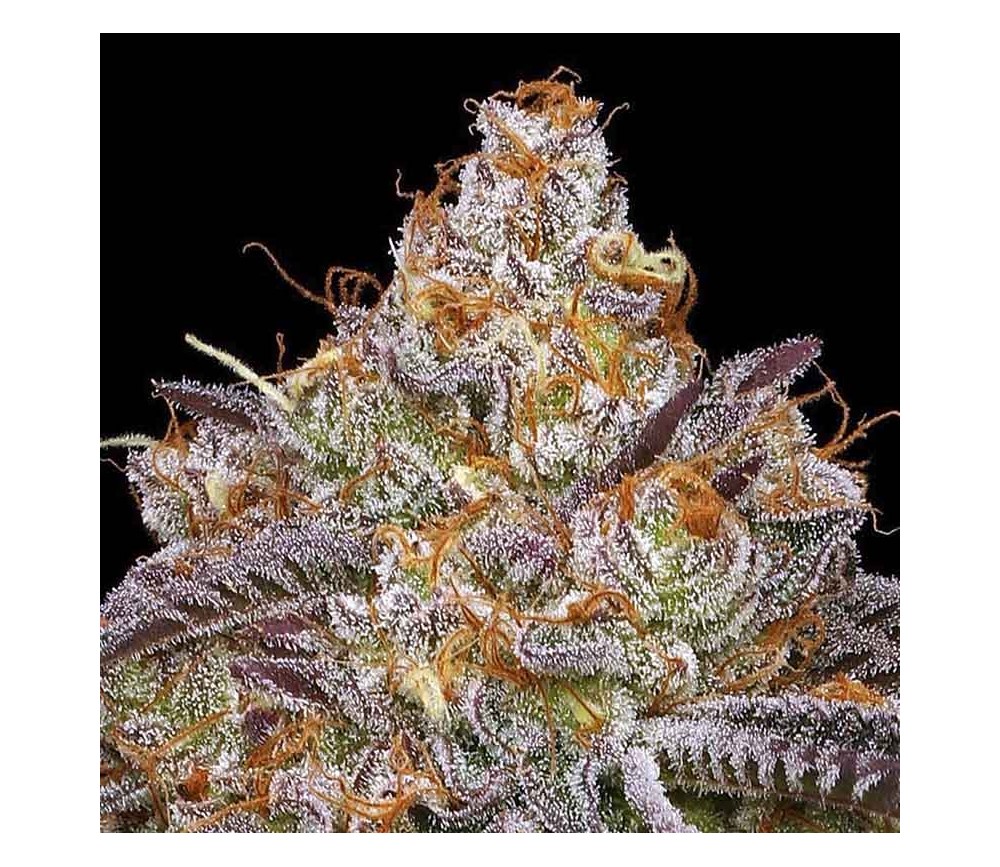 Granny Candy de Humboldt Seed Company