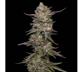 Guzzlers de Humboldt Seed Company