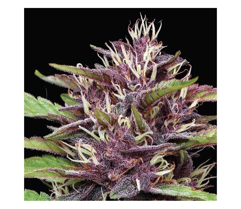 Purple Panty Dropper de Humboldt Seed Company