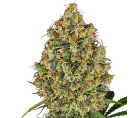 AK420 de White Label Seeds