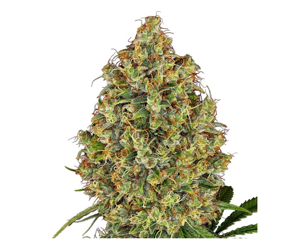 AK420 de White Label Seeds