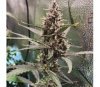 Radical Juice Auto de Ripper Seeds