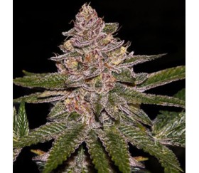 Radical Juice Auto de Ripper Seeds