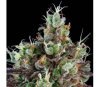 Sour Ripper Auto de Ripper Seeds