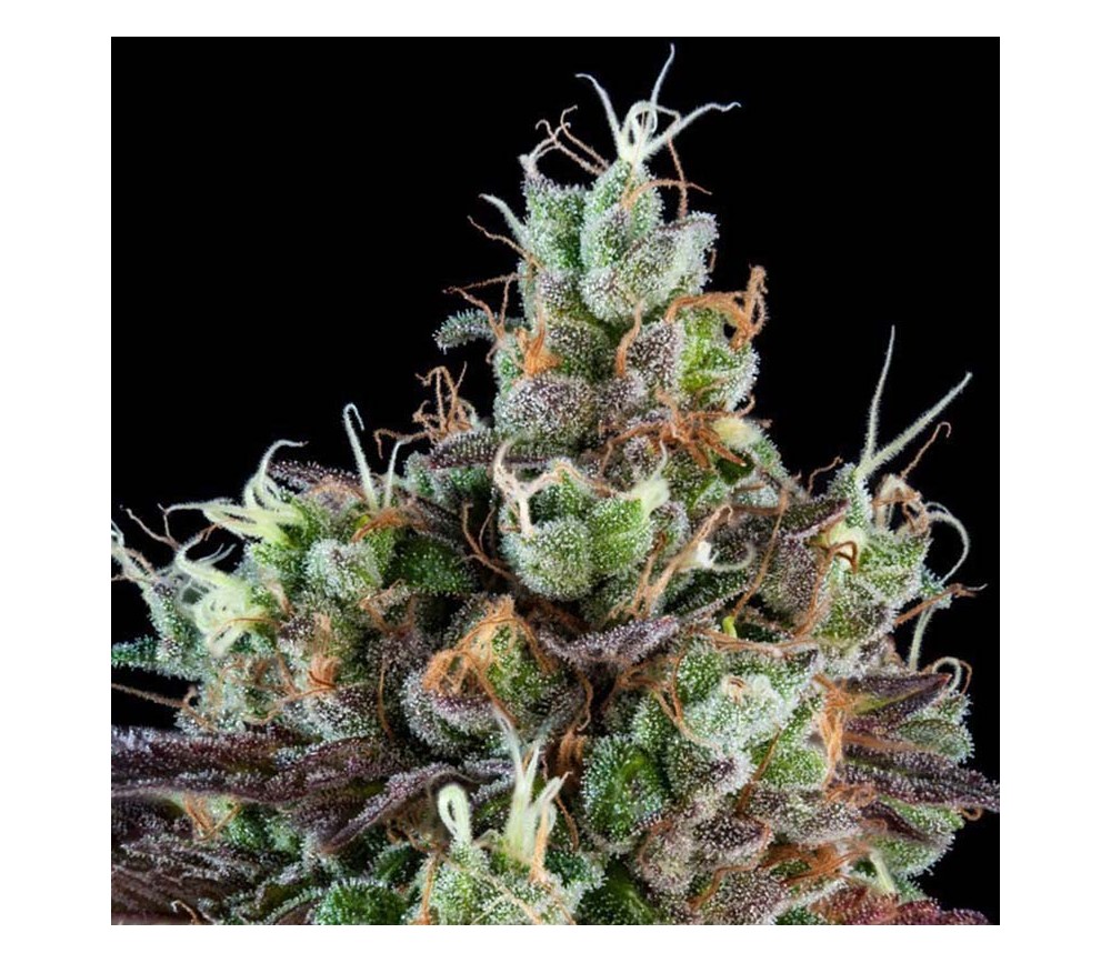 Sour Ripper Auto de Ripper Seeds