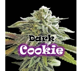 Dark Cookie de Dr. Underground