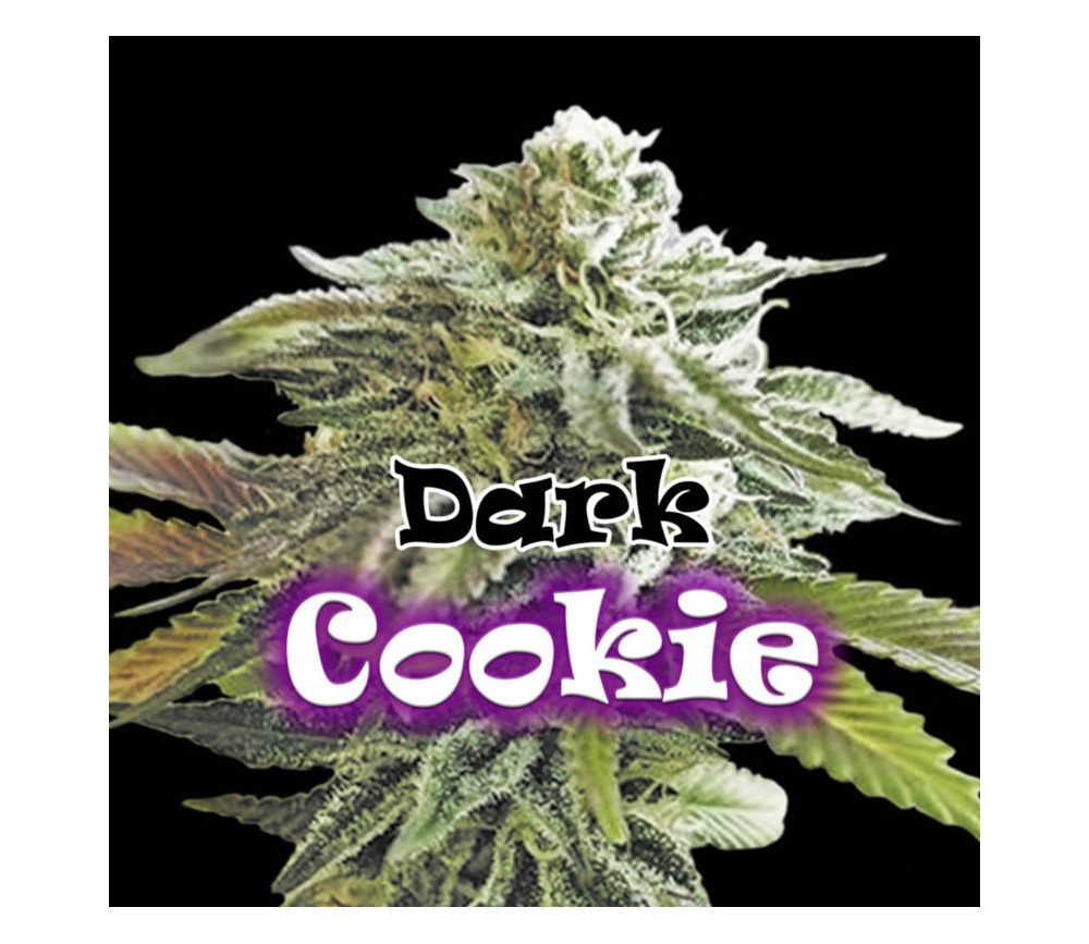 Dark Cookie de Dr. Underground