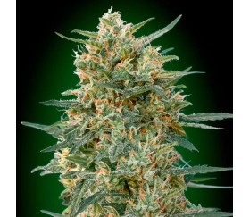 Gorilla Fast de 00 Seeds