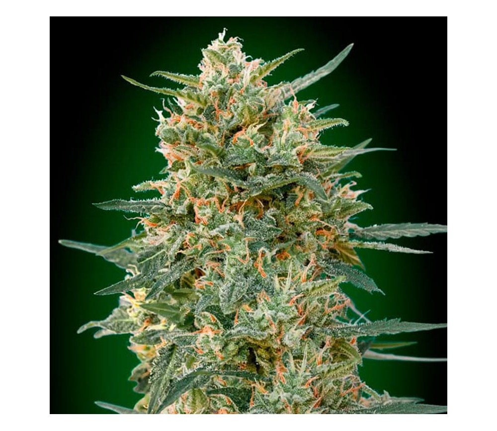 Gorilla Fast de 00 Seeds