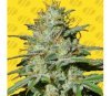 Jungle Lava Auto de Original Sensible Seeds