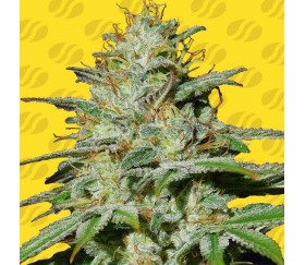 Jungle Lava Auto de Original Sensible Seeds