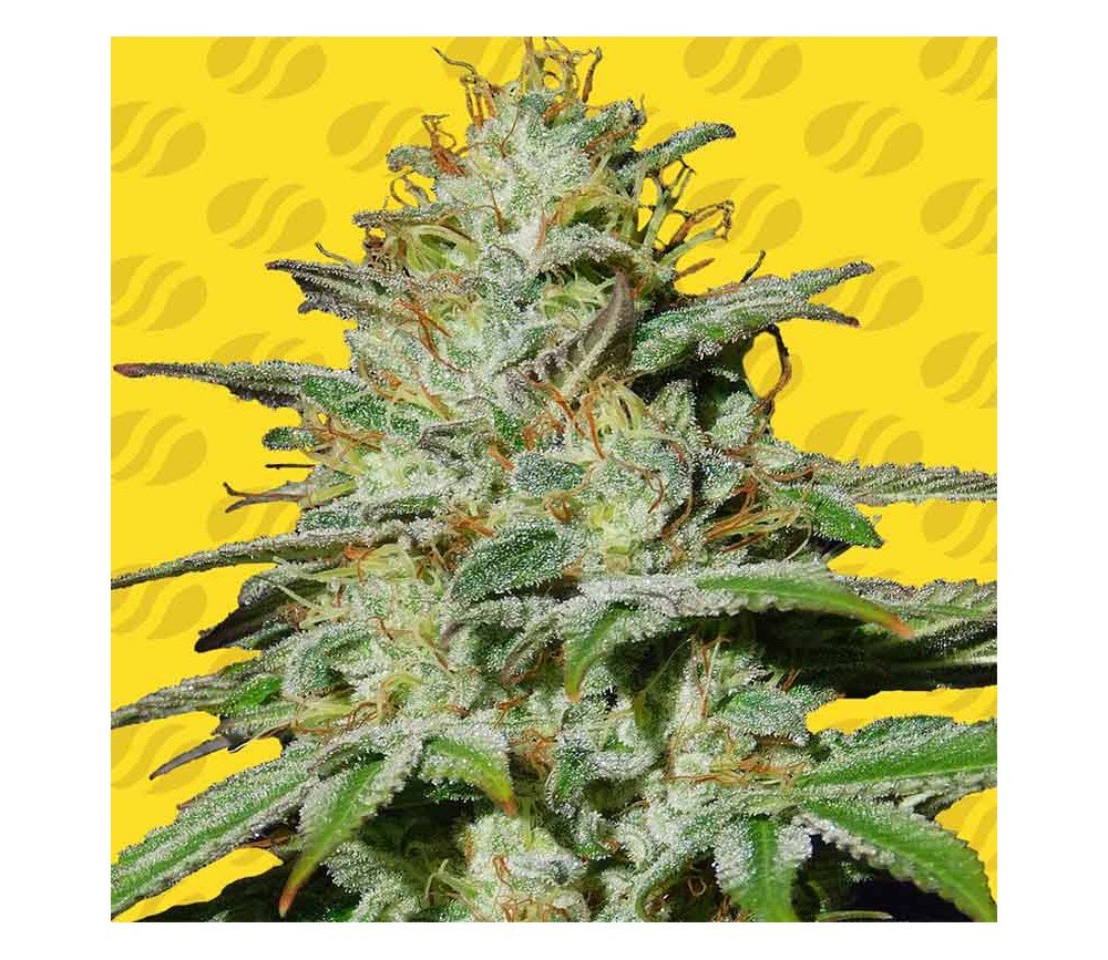 Jungle Lava Auto de Original Sensible Seeds