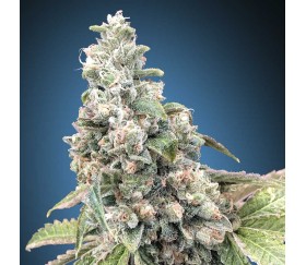 CBD Harlequín de 00 Seeds