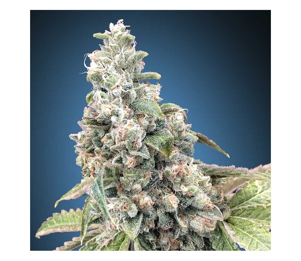 CBD Harlequín de 00 Seeds