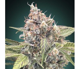 Northern Lights CBD de 00 Seeds