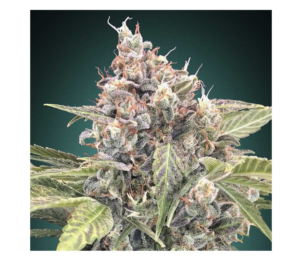 Northern Lights CBD de 00 Seeds