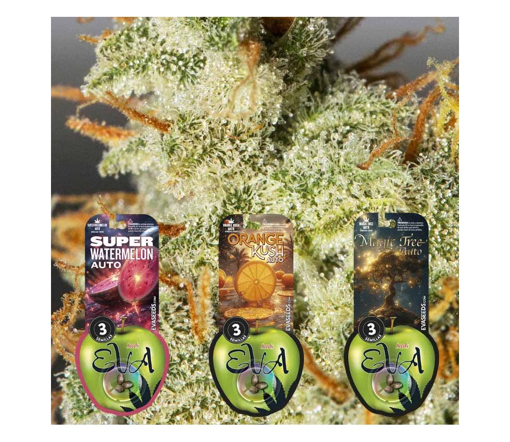 Pack Autoflorecientes 1 de Eva Seeds