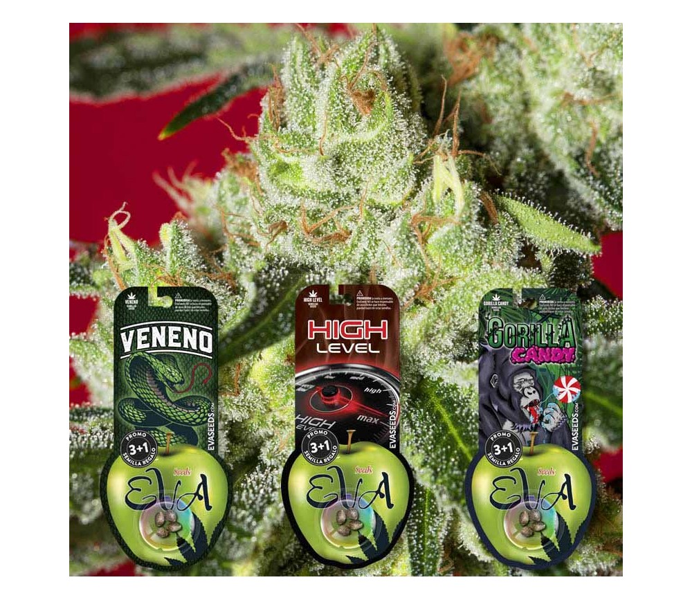 Pack de semillas Dulces 1 de Eva Seeds