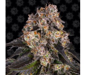 Girl Scout Cookies de Barney’s Farm