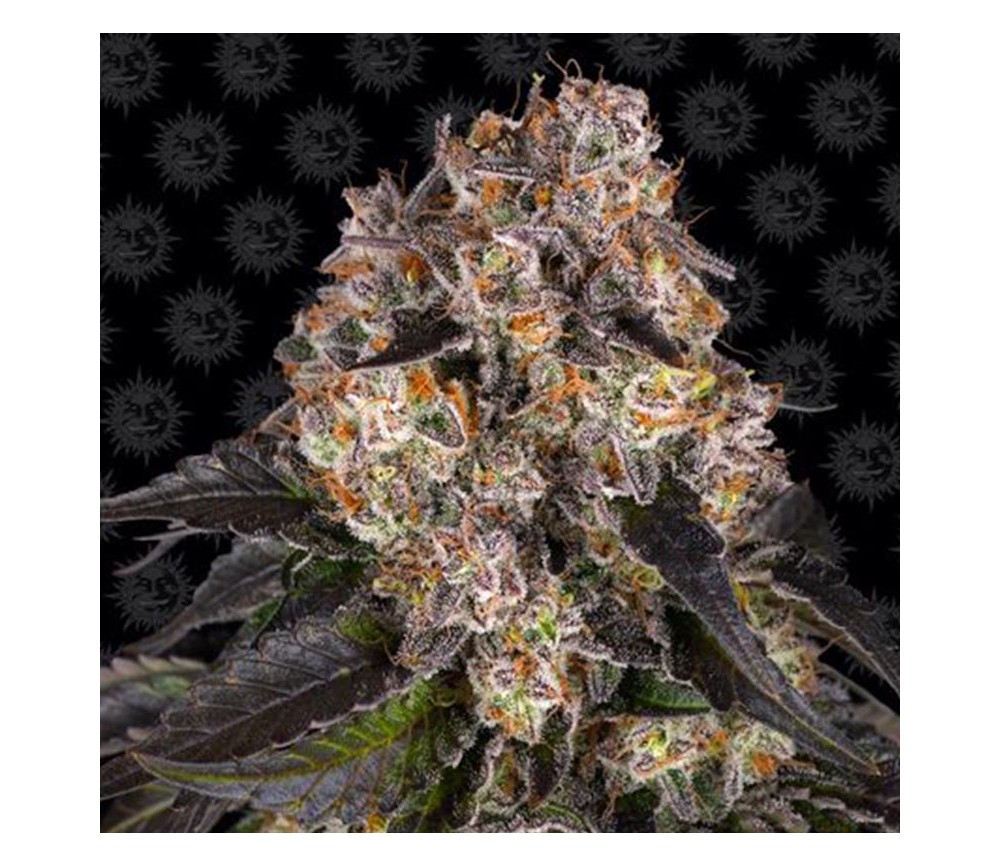 Girl Scout Cookies de Barney’s Farm