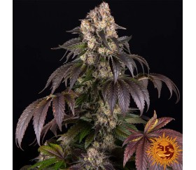 Girl Scout Cookies de Barney’s Farm