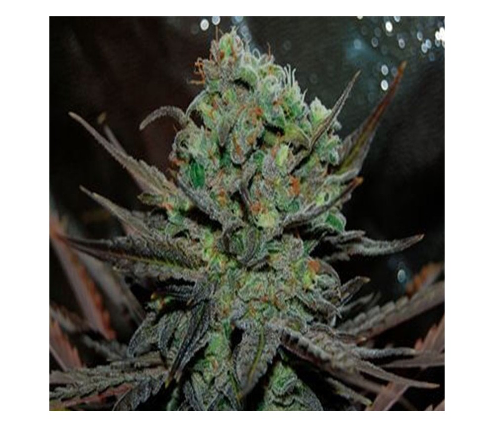 Eleven Roses Automatic de Delicious Seeds