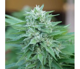 Moby Delicious de Delicious Seeds