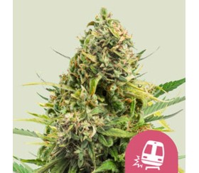 Trainwreck de Royal Queen Seeds