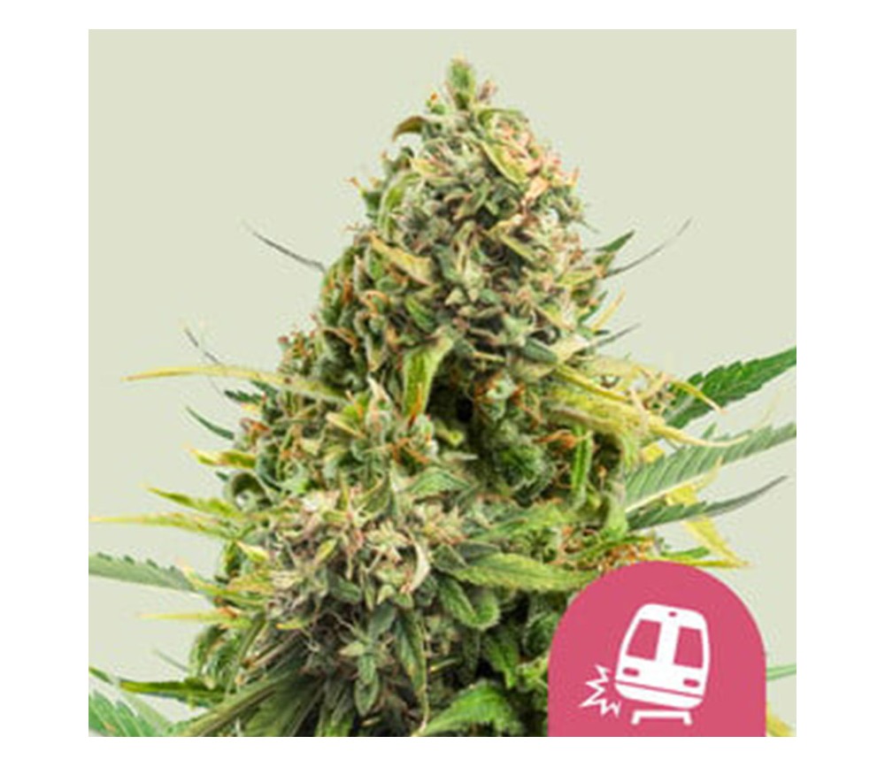 Trainwreck de Royal Queen Seeds