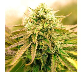 Appalachian Kush Early Version de World of Seeds