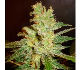 Northern Light x Big Bud Early Version de World of Seeds