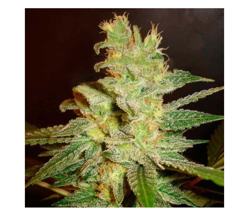 Northern Light x Big Bud Early Version de World of Seeds